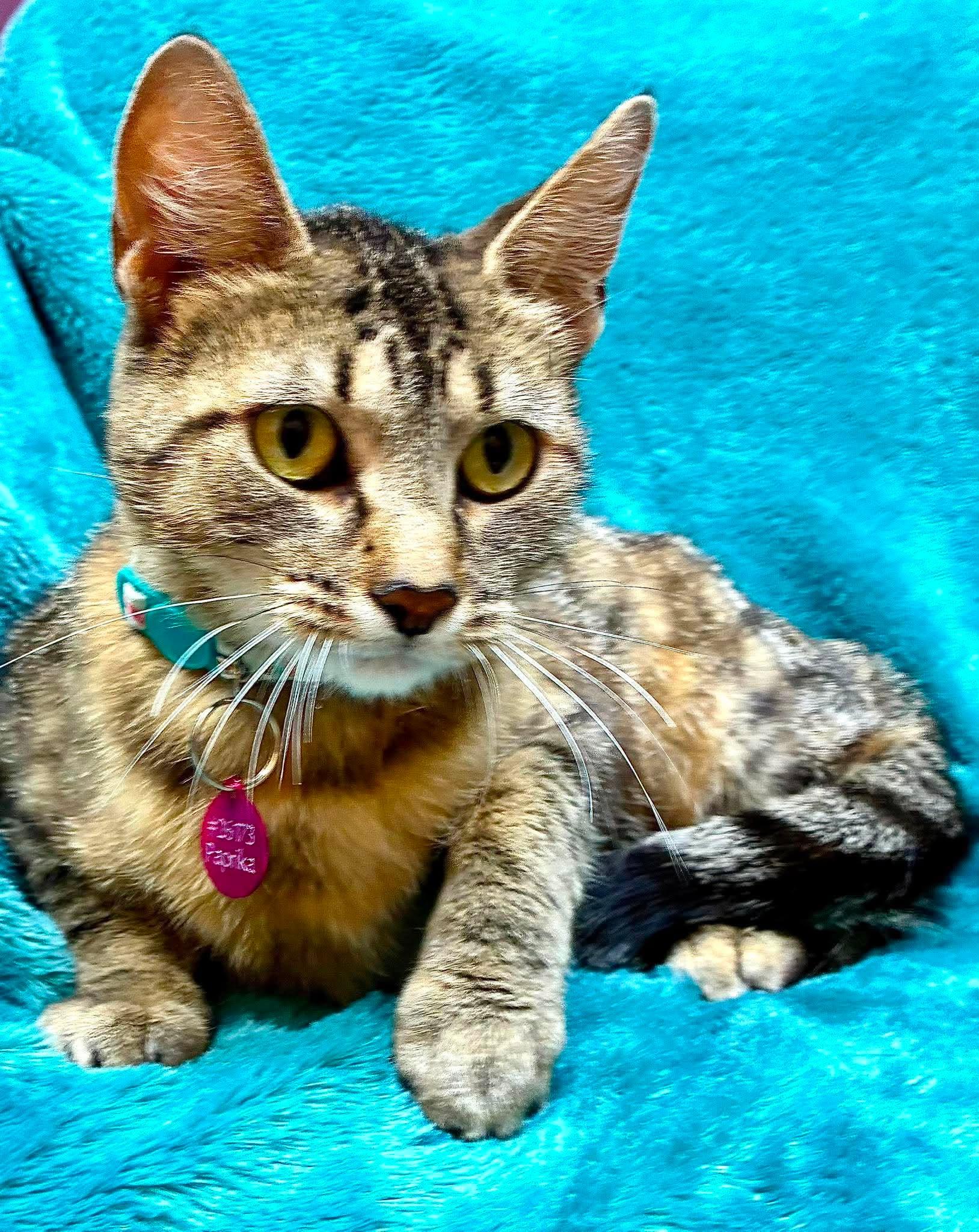 Paprika, a ADOPTABLE Domestic Short Hair in Alexandria, MN image 2/3