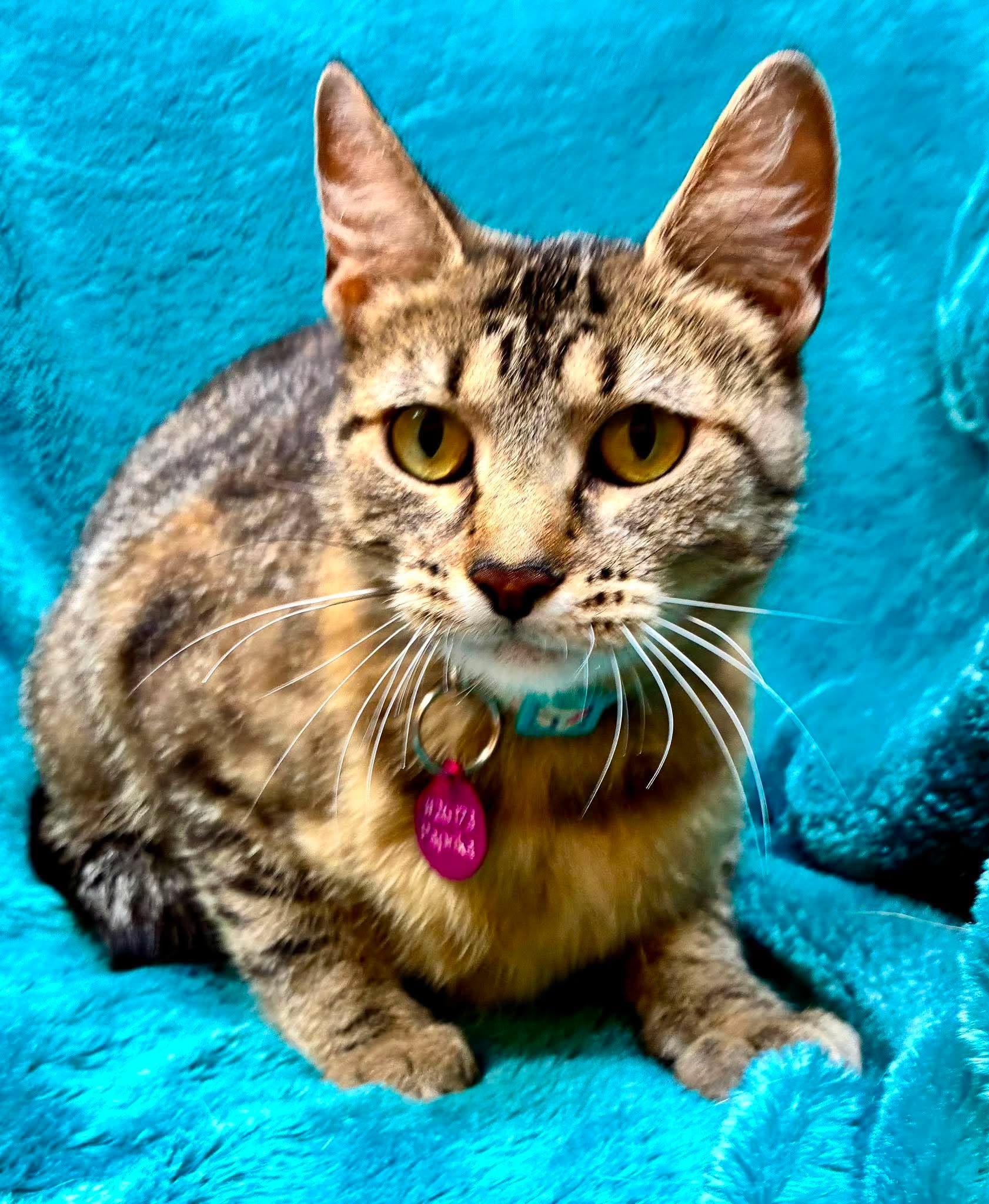 Paprika, ADOPTABLE, Young Female Domestic Short Hair.
