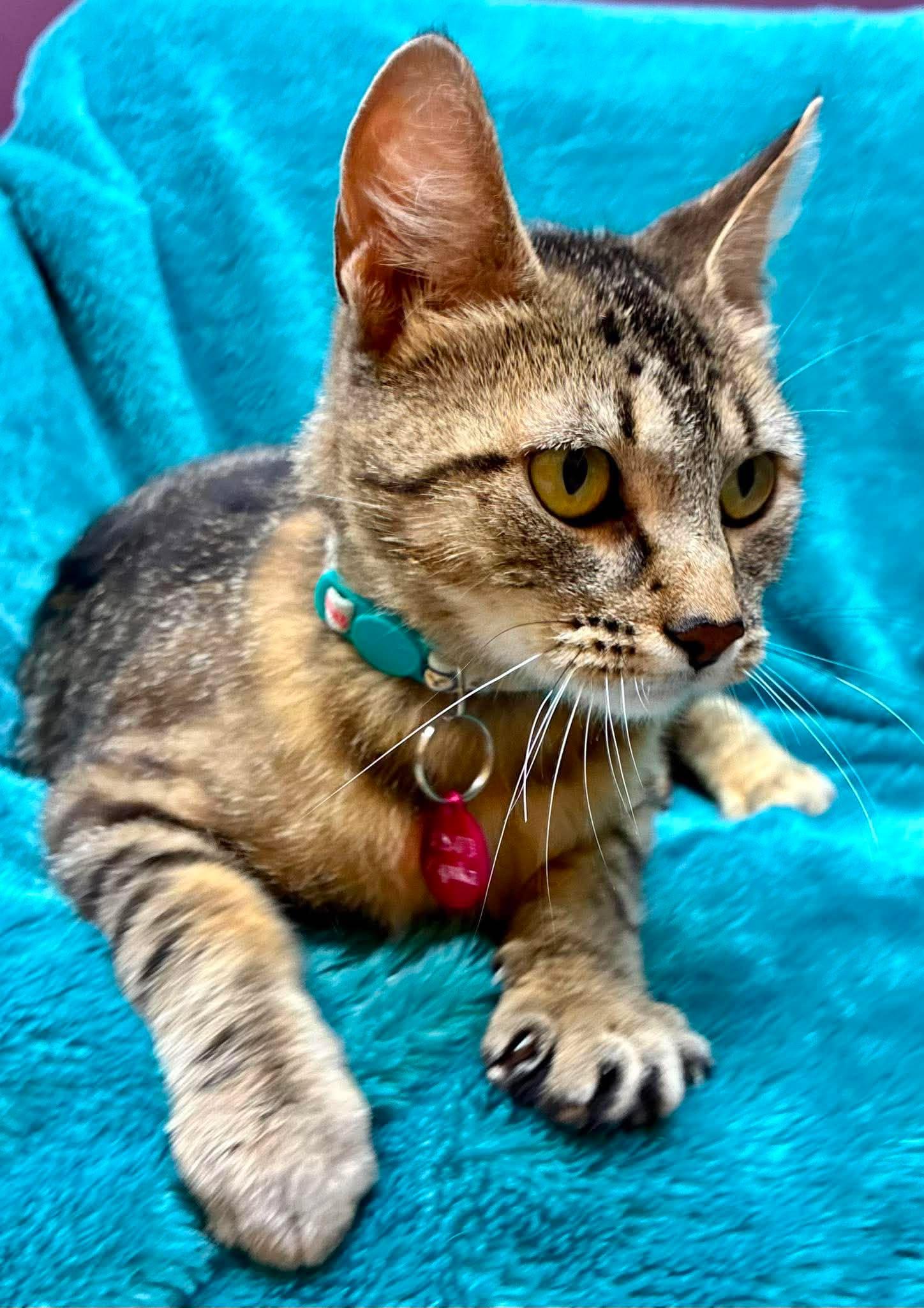 Paprika, a ADOPTABLE Domestic Short Hair in Alexandria, MN image 3/3