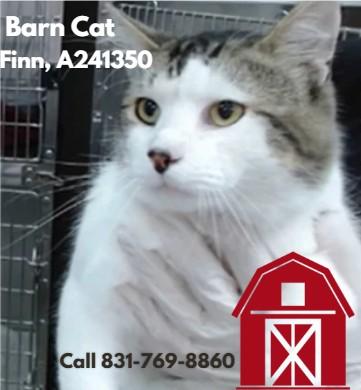 FINN, Adoptable, Young Male Domestic Medium Hair.