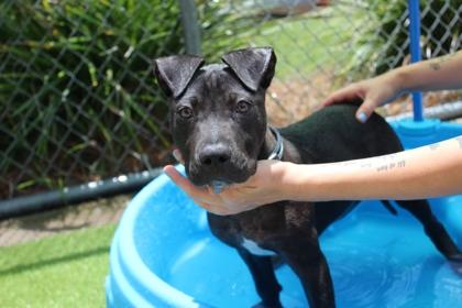 Fleetwood, a Adoptable mixed breed in Brunswick, GA image 2/2