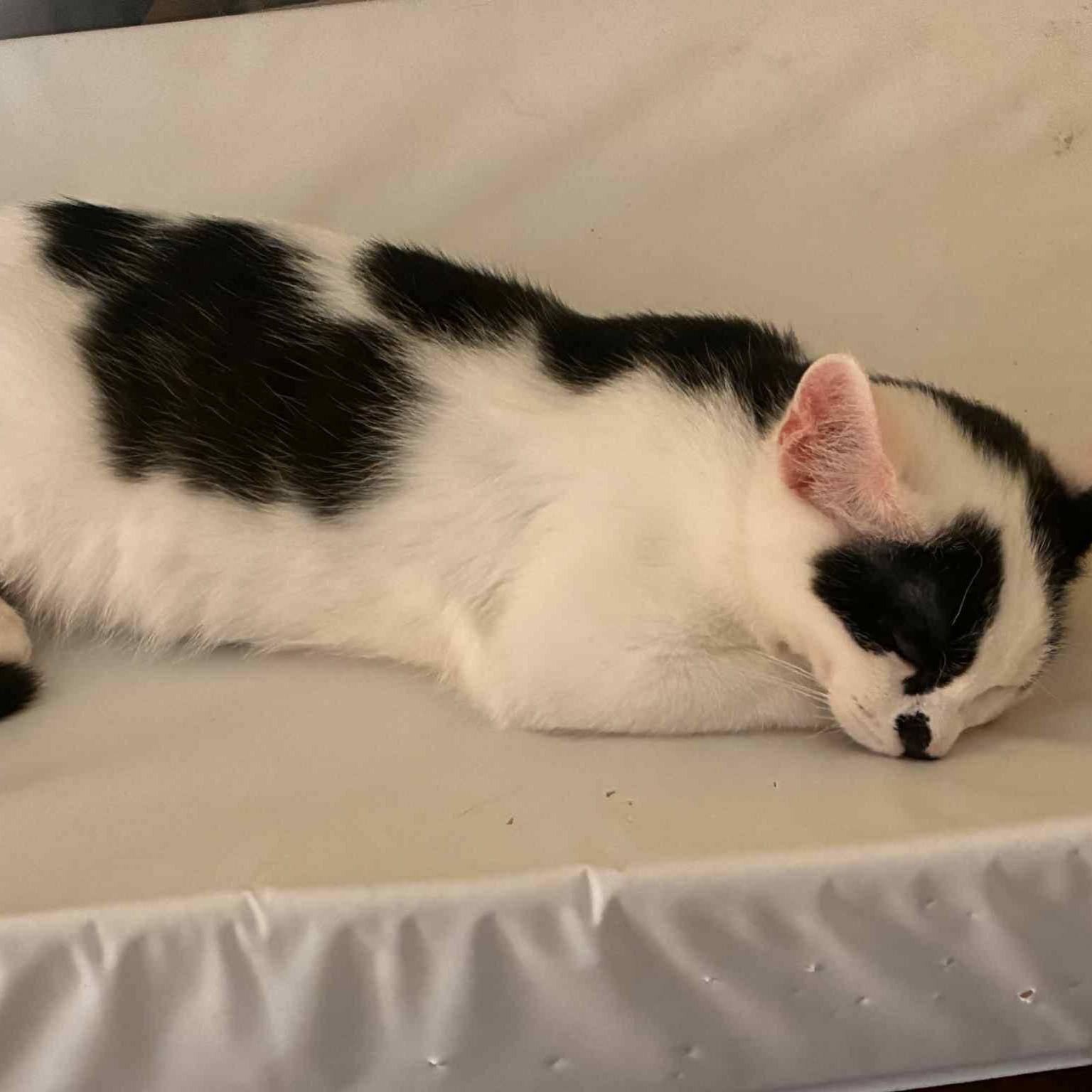 Chester