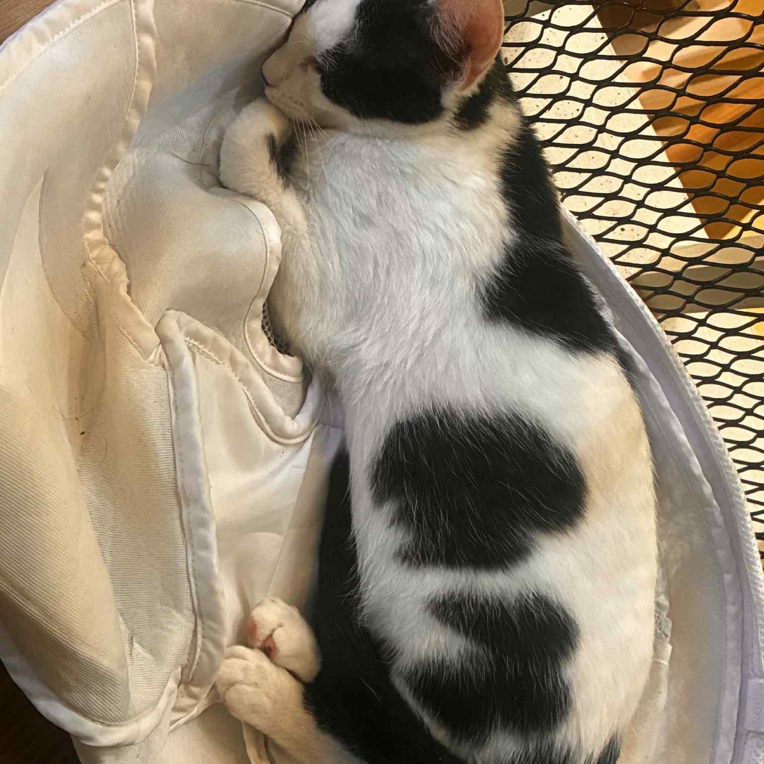 Chester