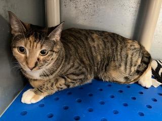 Laverne Blk smudge on nose, Adoptable, Young Female Domestic Short Hair.