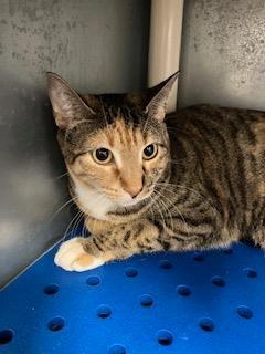 Enlarge Laverne Blk smudge on nose, a Adoptable Domestic Short Hair in Mustang, OK image 2/2