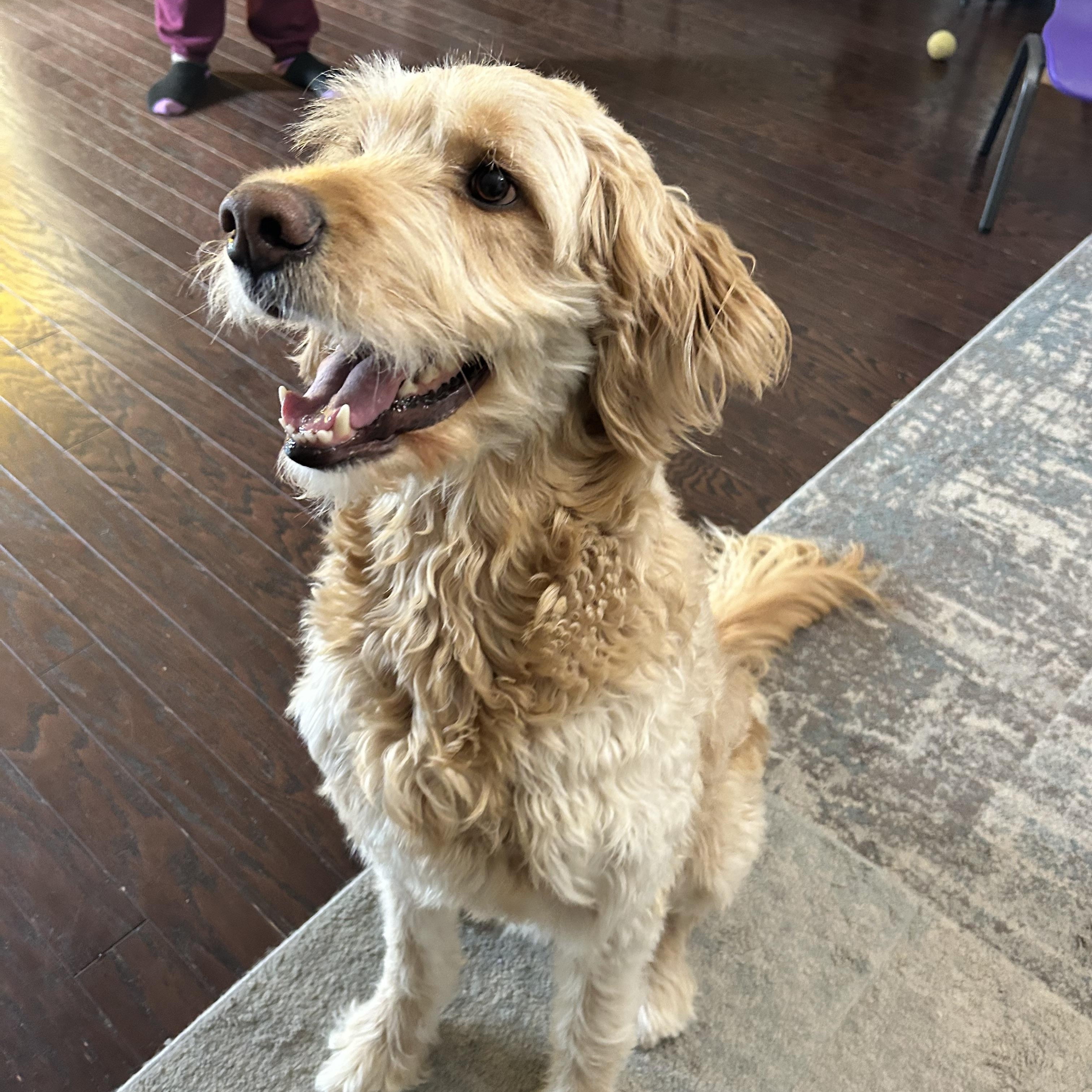 Enlarge Simba, a ADOPTABLE Goldendoodle in Warrington, PA image 1/3