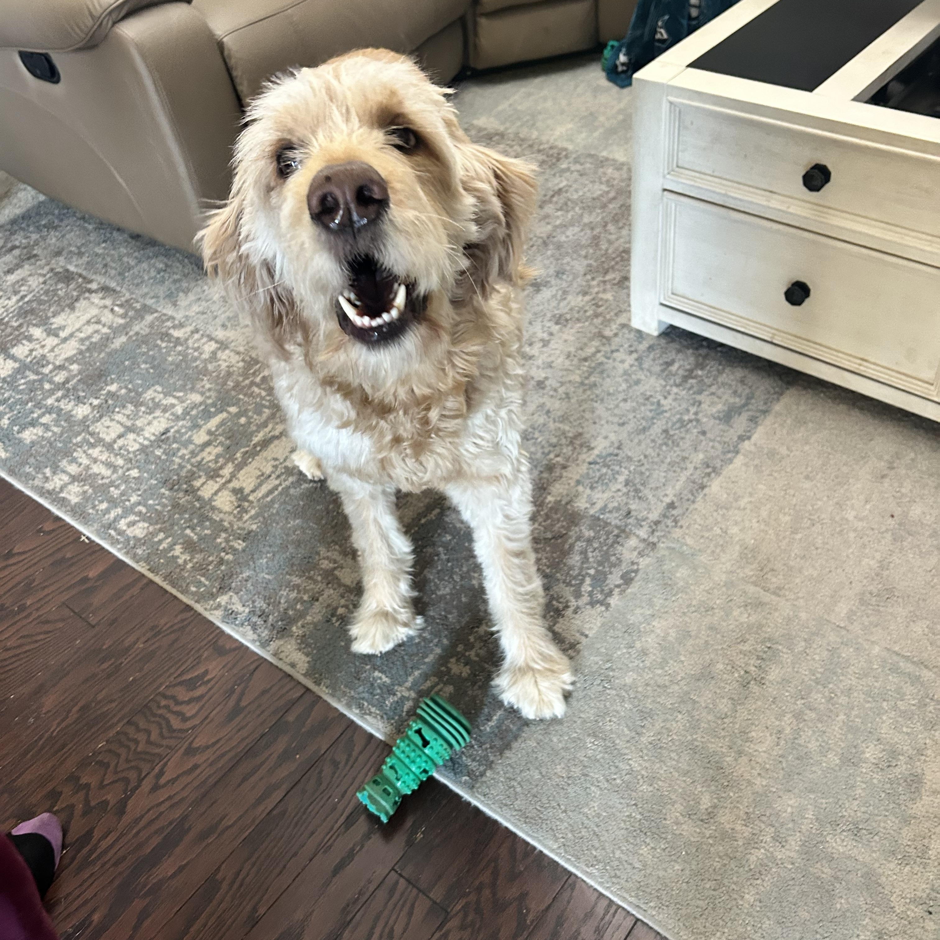 Enlarge Simba, a ADOPTABLE Goldendoodle in Warrington, PA image 3/3