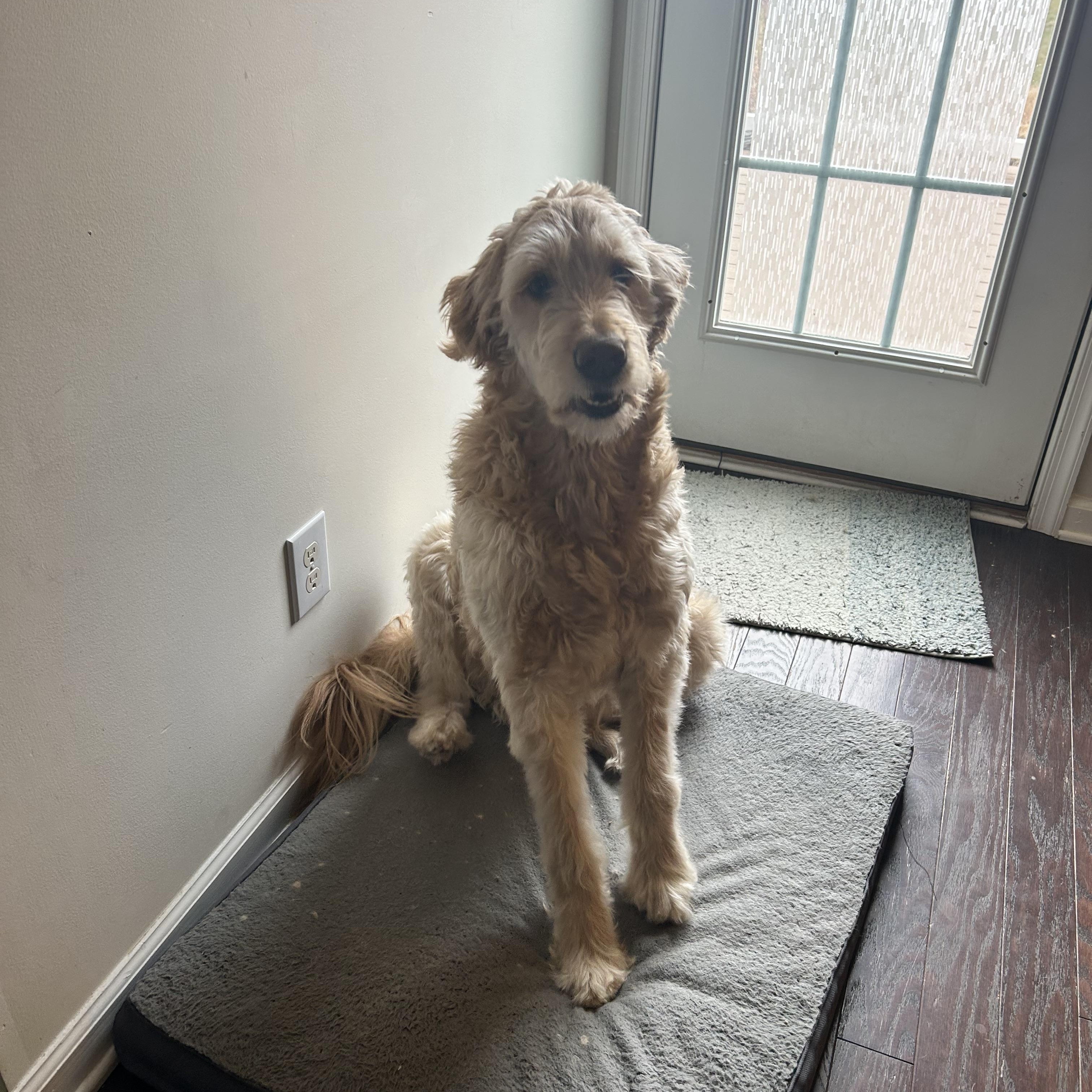 Enlarge Simba, a ADOPTABLE Goldendoodle in Warrington, PA image 2/3