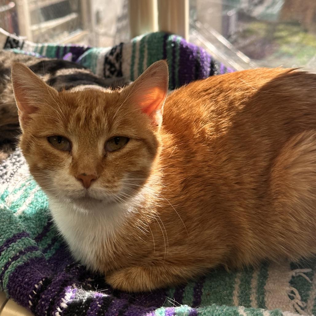 Pumpkin Mac (TJ Mac), Adoptable, Young Female Domestic Short Hair.