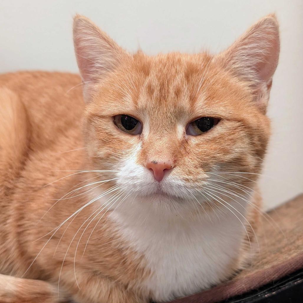 Enlarge Butternut Squash Mac and Cheese (TJ Mac), a Adoptable Domestic Short Hair in Alexandria, VA image 2/3