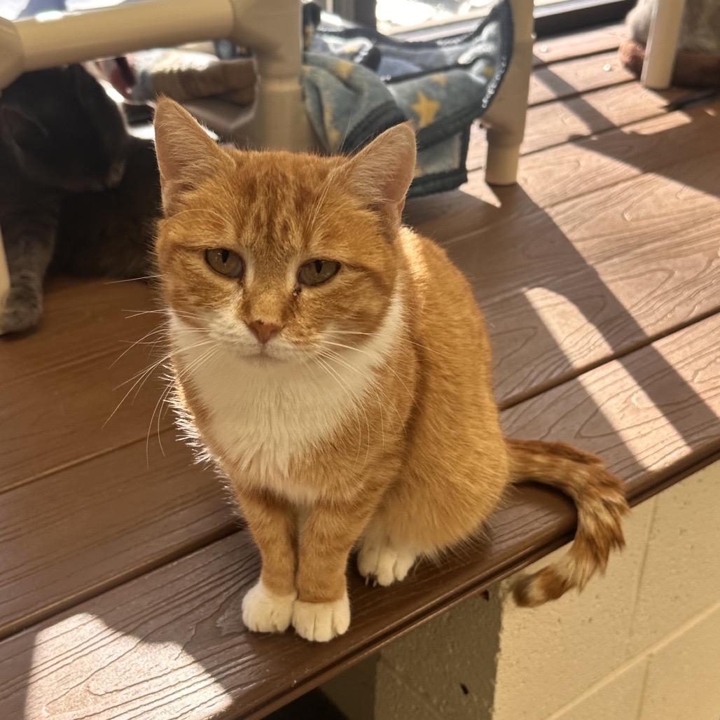 Pumpkin Mac (TJ Mac), a Adoptable Domestic Short Hair in Alexandria, VA image 2/2