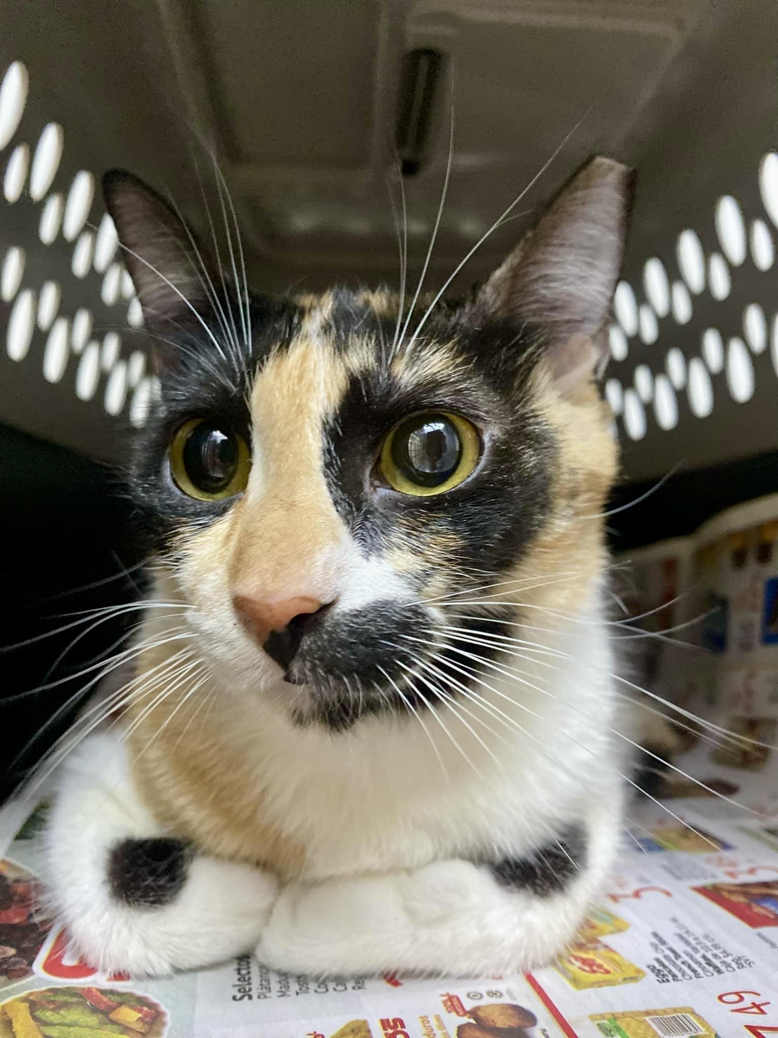 Gatubela thumbnail 3