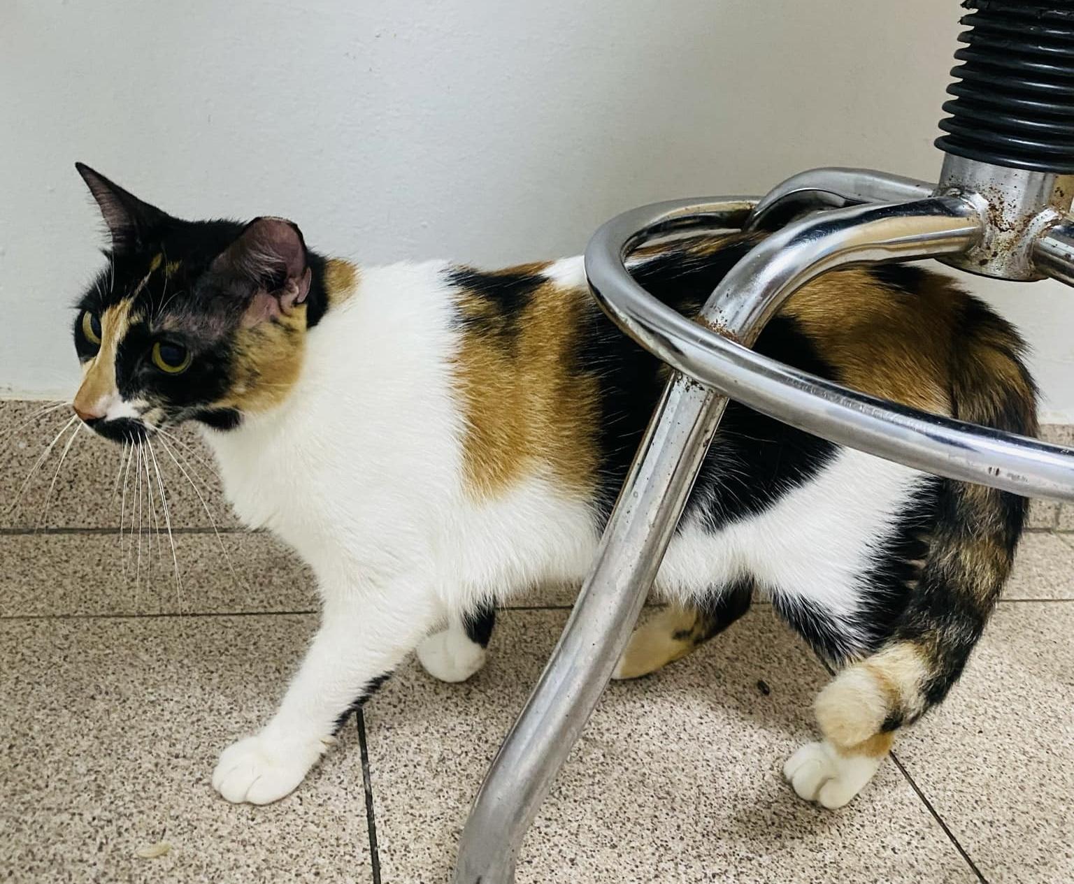GATUBELA, Adoptable, Adult Female Domestic Short Hair.