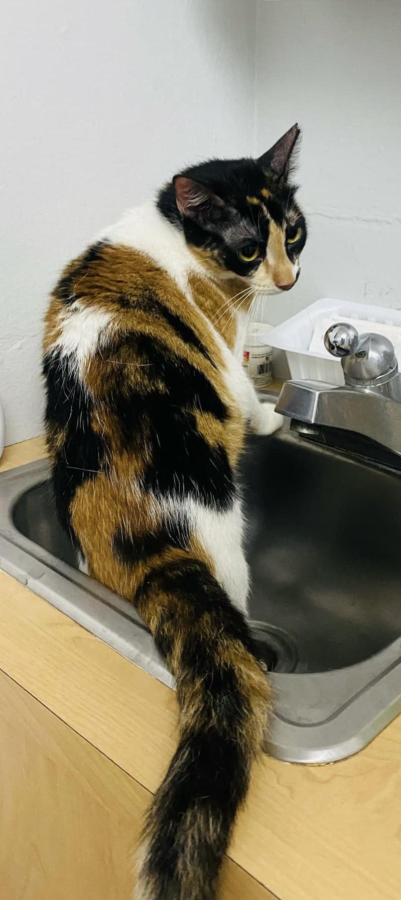 Gatubela thumbnail 6