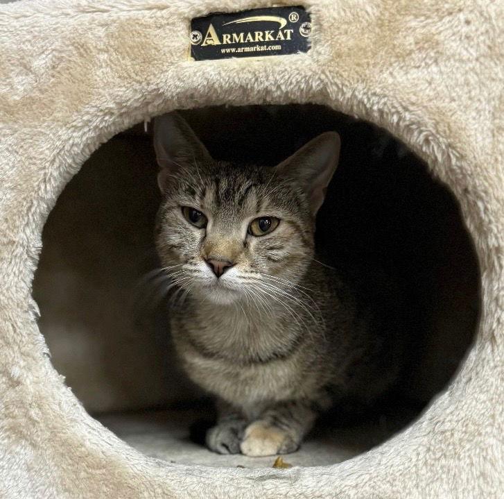 Peanut, Adoptable, Young Female Domestic Short Hair.