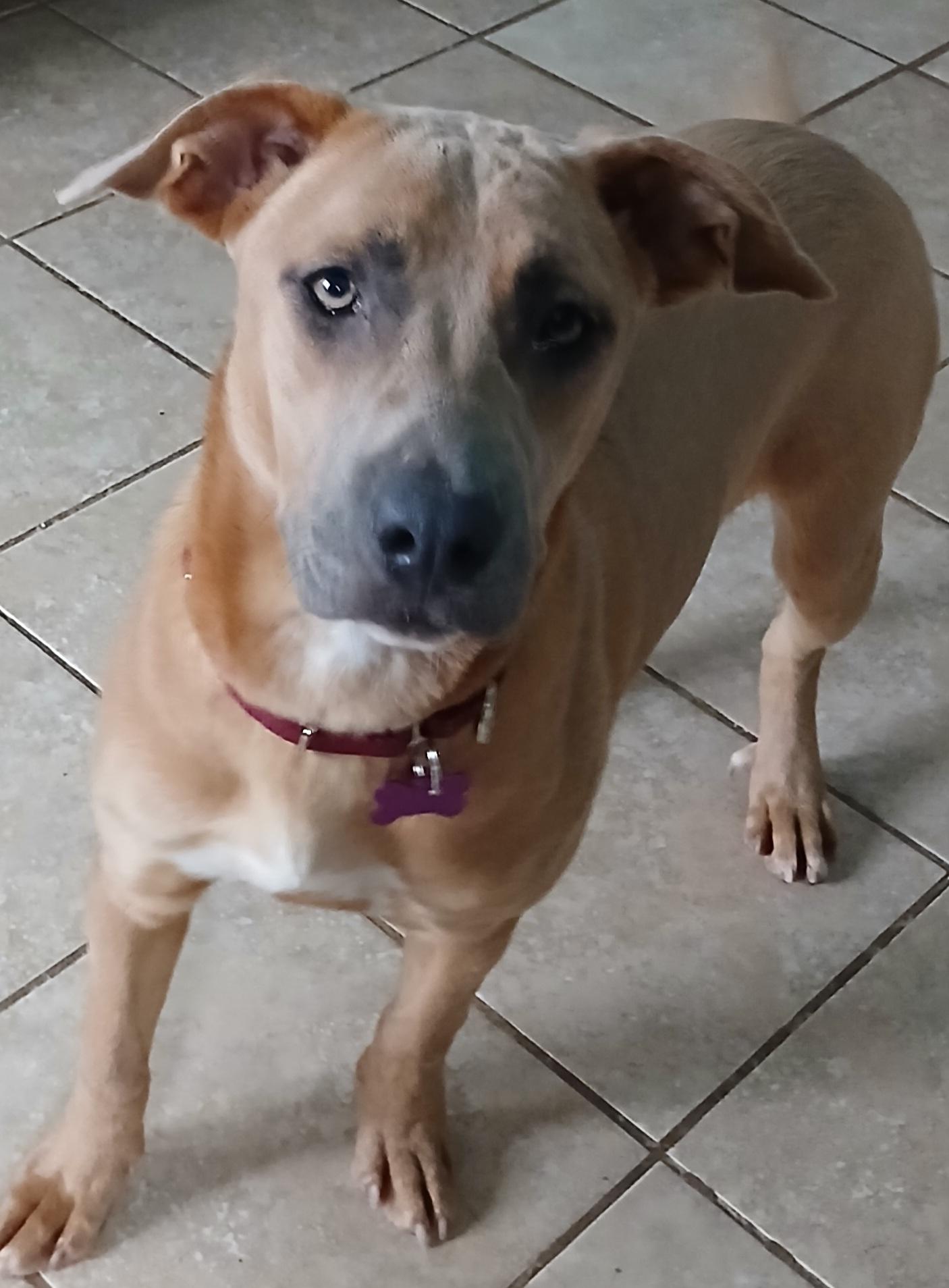 Eunice, ADOPTABLE, Young Female Retriever.