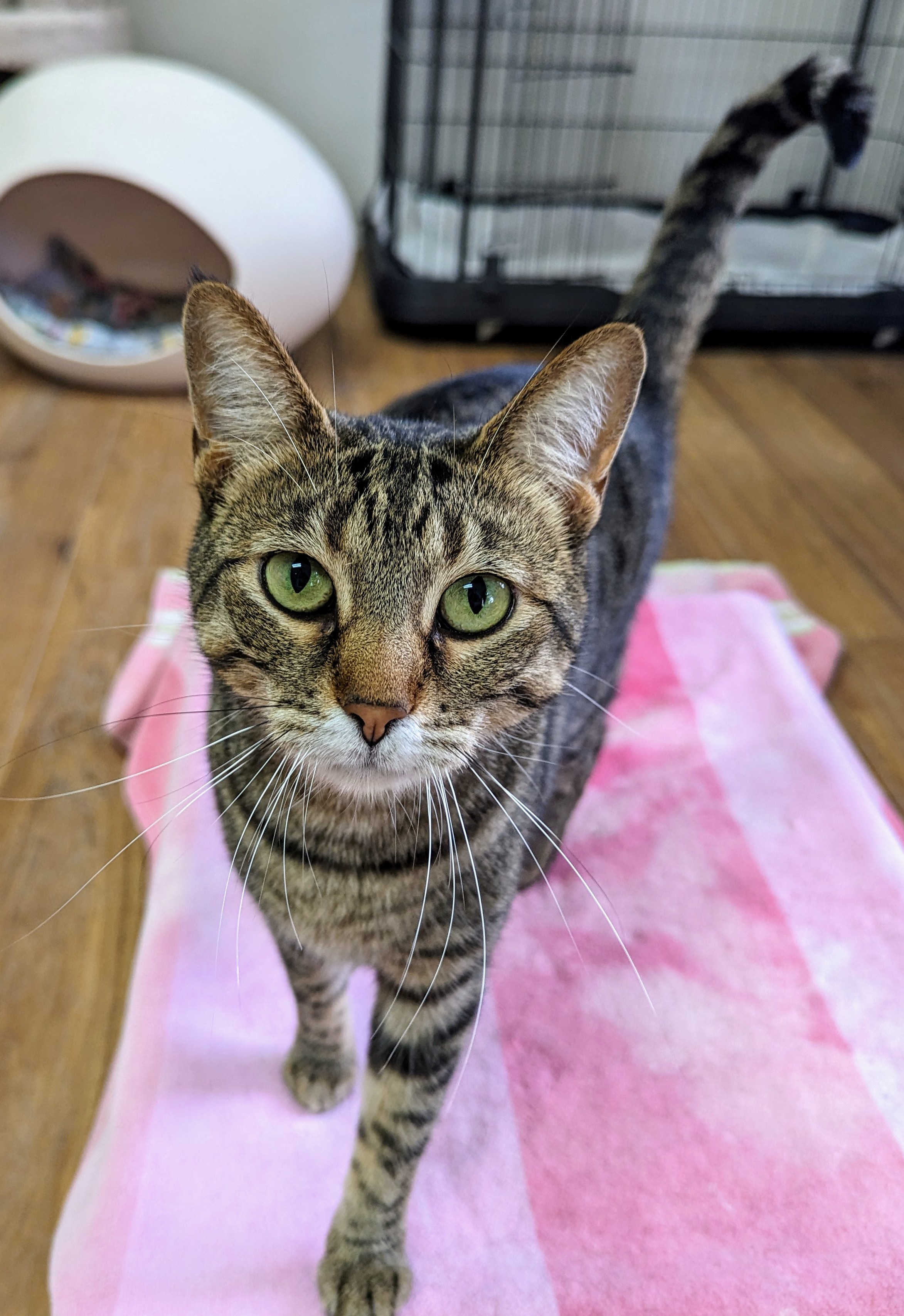 Bunny, an adoptable Domestic Short Hair in Decatur, IL, 62526 | Photo Image 1