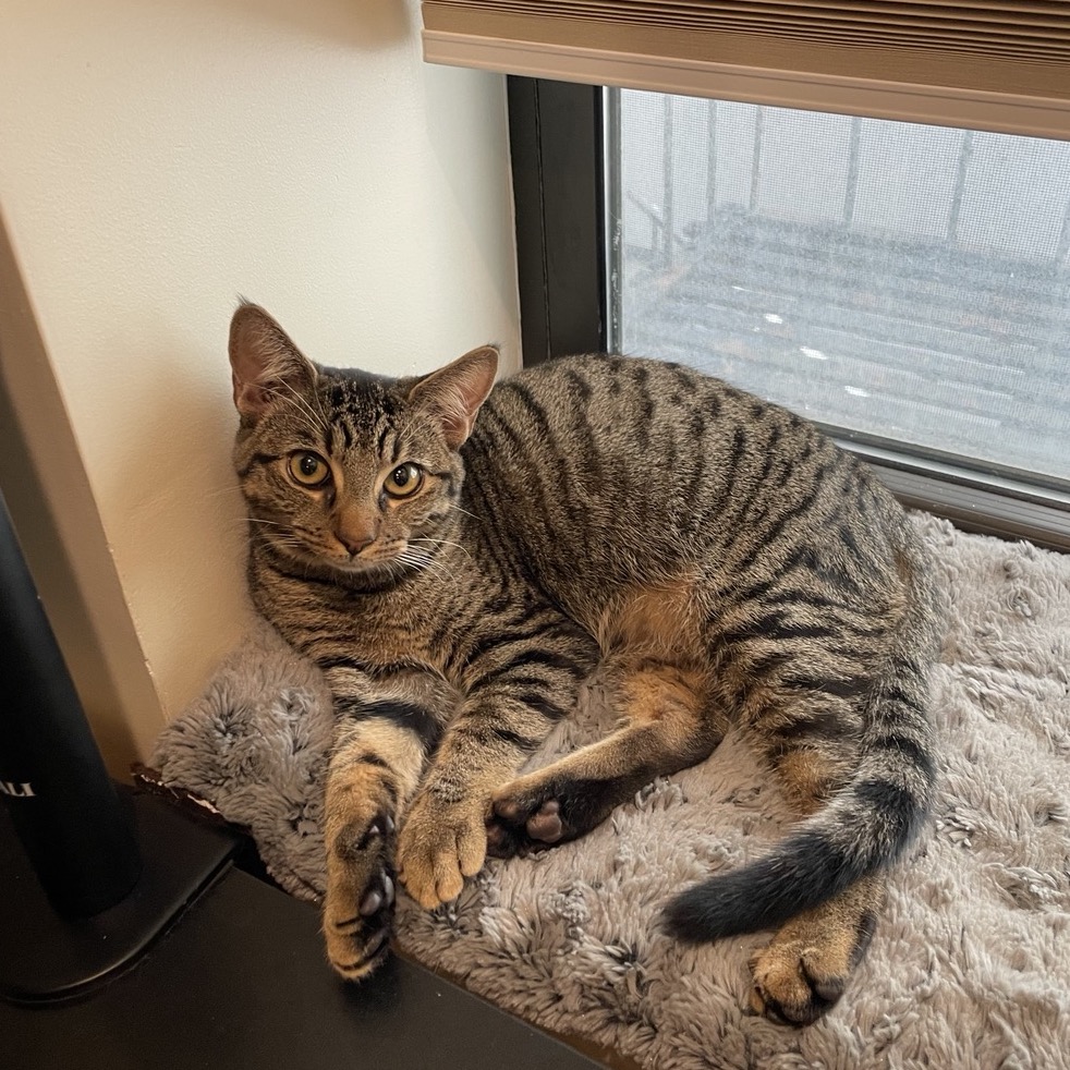 Cat for adoption Dingo & Coyote bonded canine kittens!, a Domestic