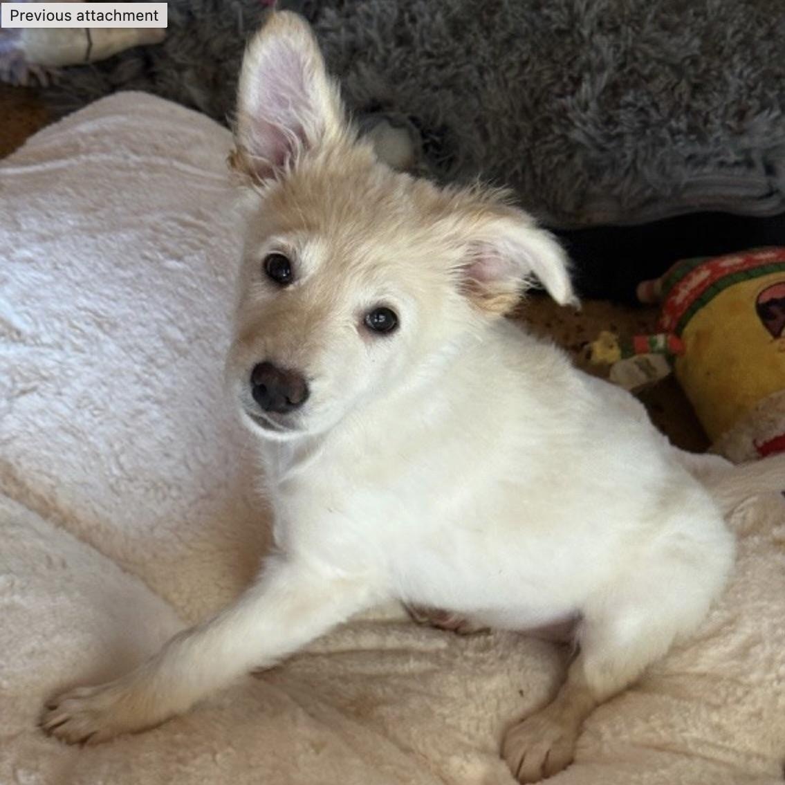 Enlarge TINSEL, an adopted mixed breed in houston, TX image 5/6