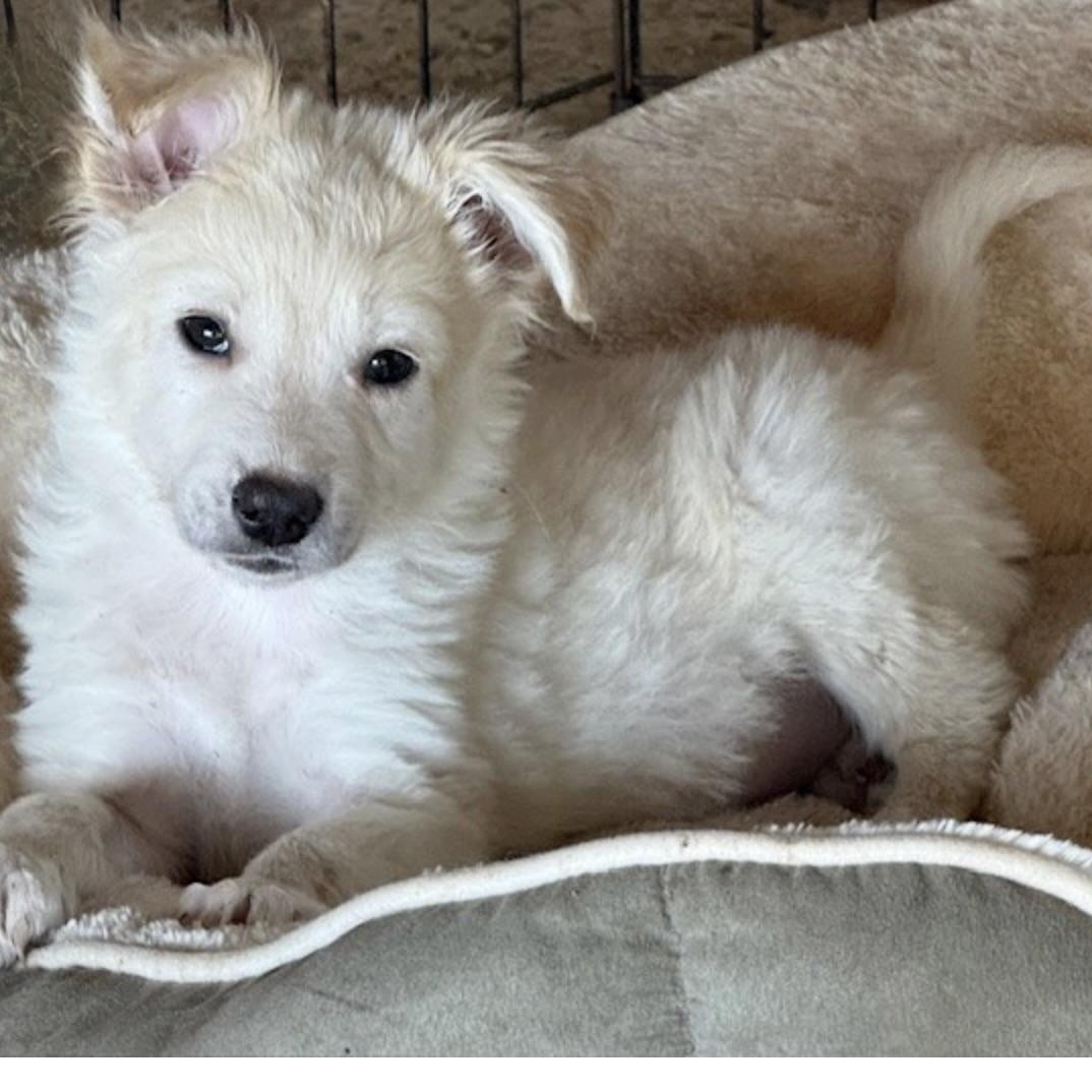 Enlarge TINSEL, an adopted mixed breed in houston, TX image 1/6