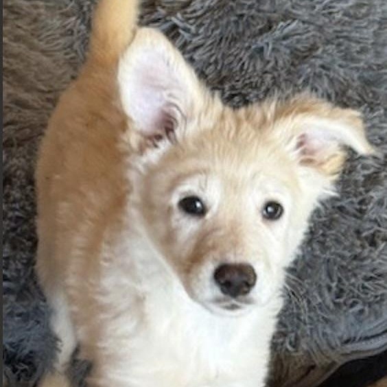 Enlarge TINSEL, an adopted mixed breed in houston, TX image 3/6