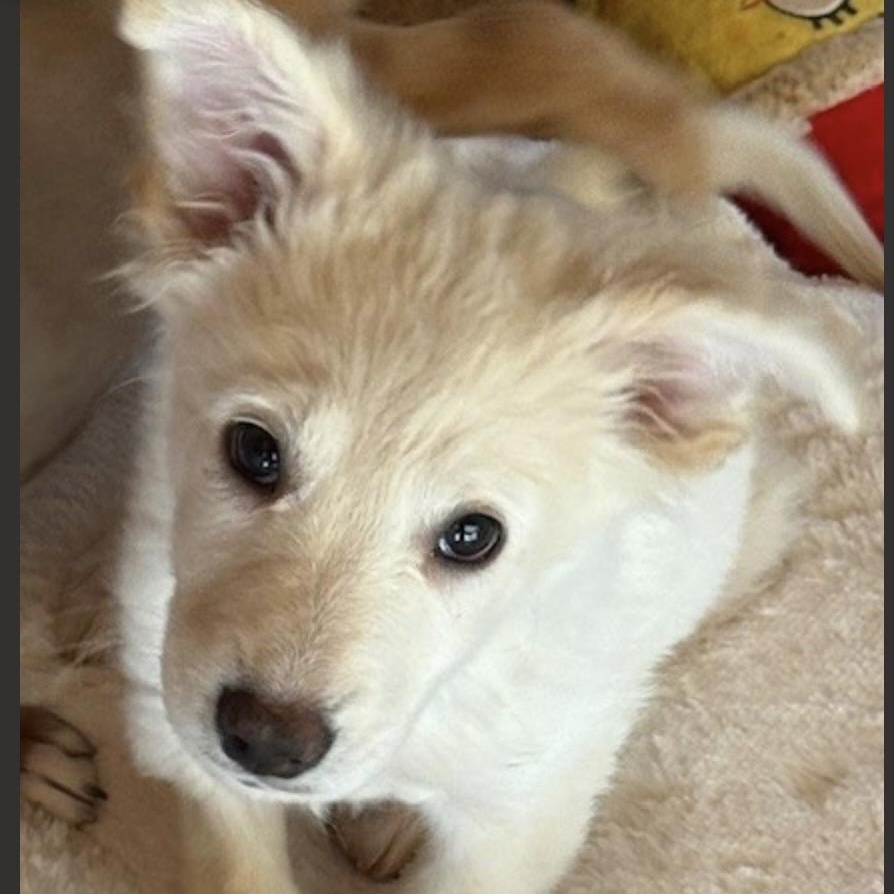 Enlarge TINSEL, an adopted mixed breed in houston, TX image 6/6