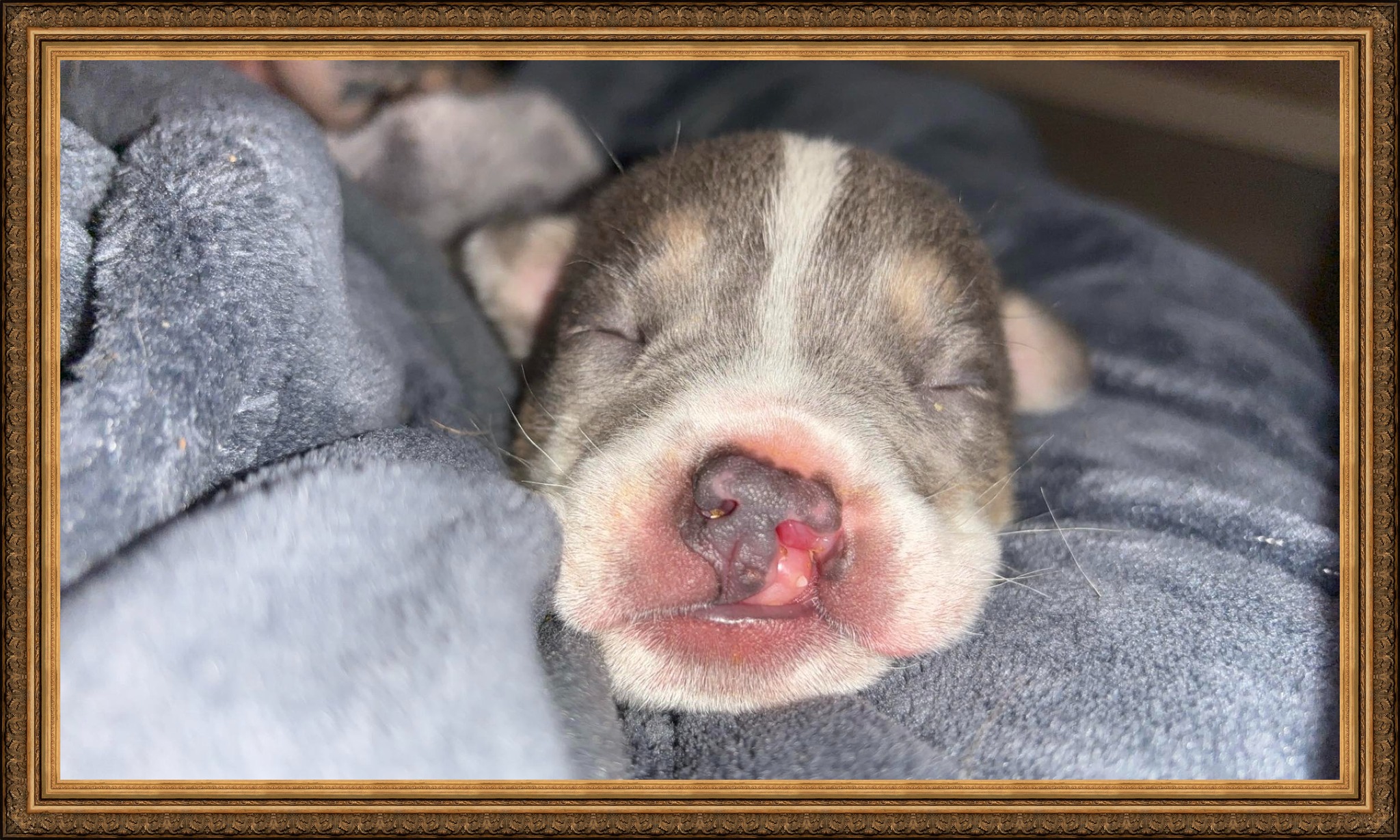 Enlarge Tobias, a Adopted mixed breed in Kentville, NS image 4/4