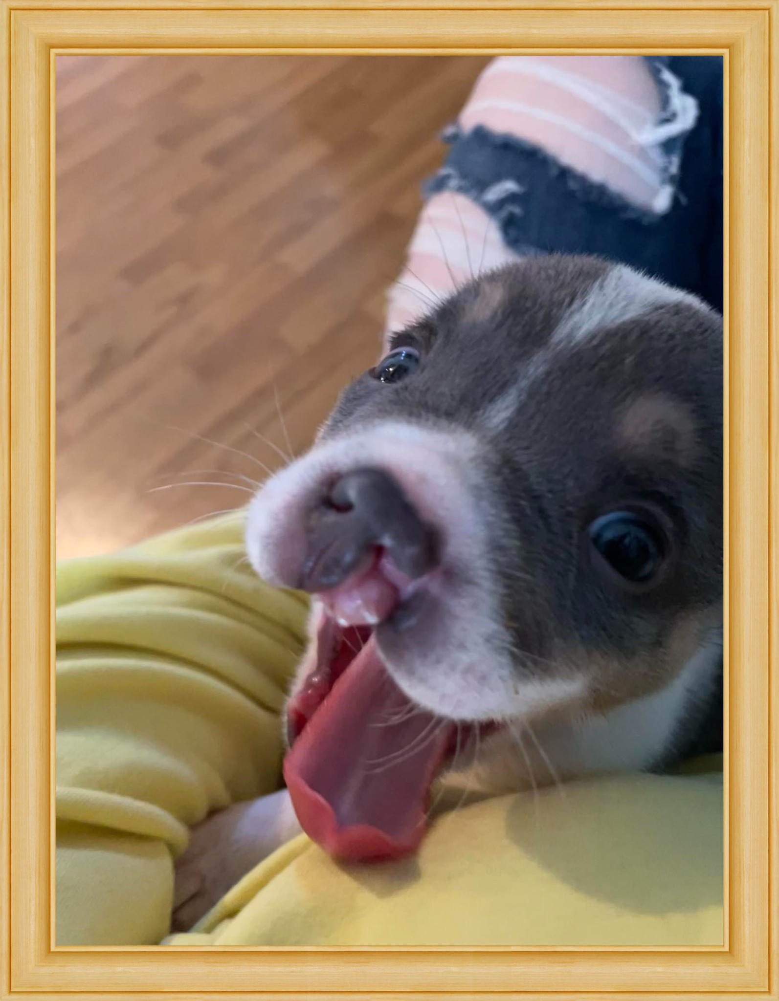 Enlarge Tobias, a Adopted mixed breed in Kentville, NS image 2/4