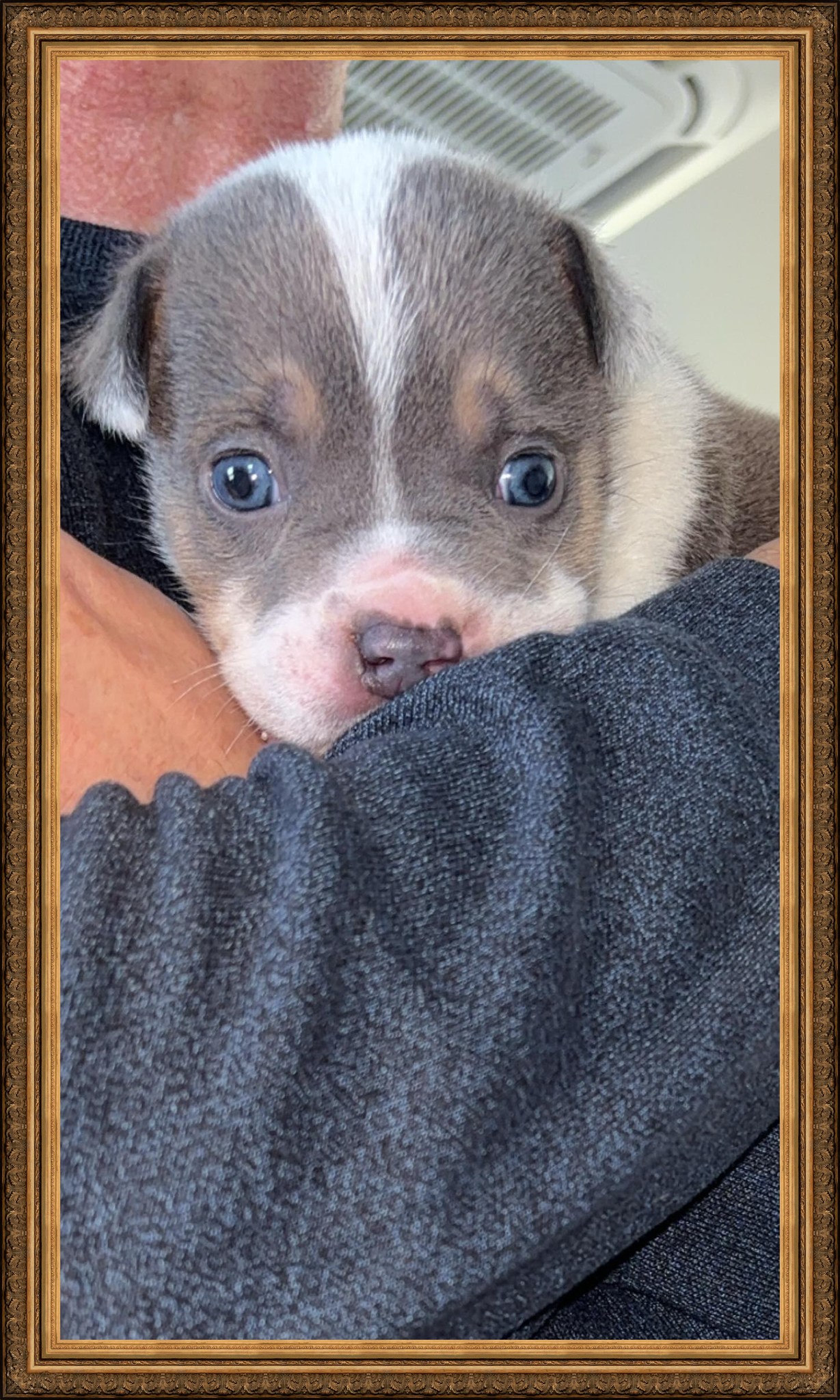 Enlarge Tobias, a Adopted mixed breed in Kentville, NS image 3/4