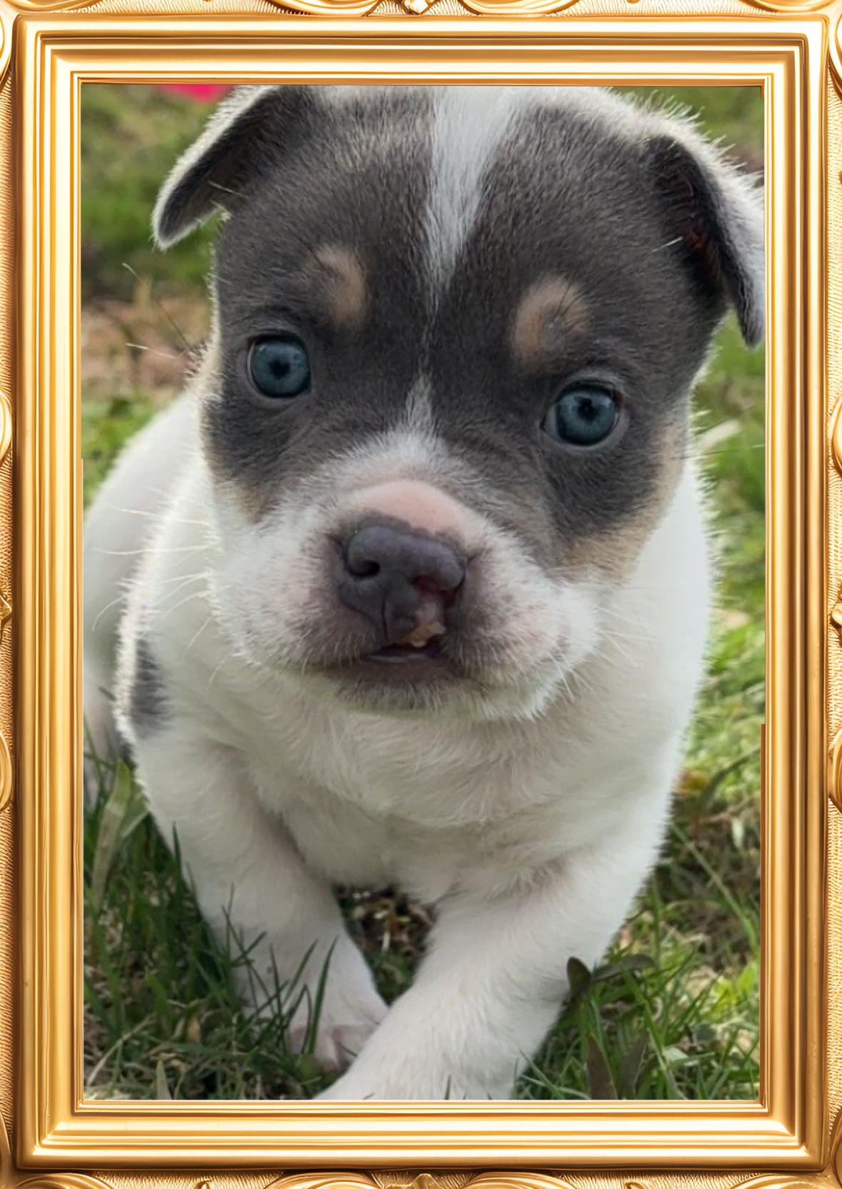 Tobias, Adopted, Puppy Male American Bulldog.