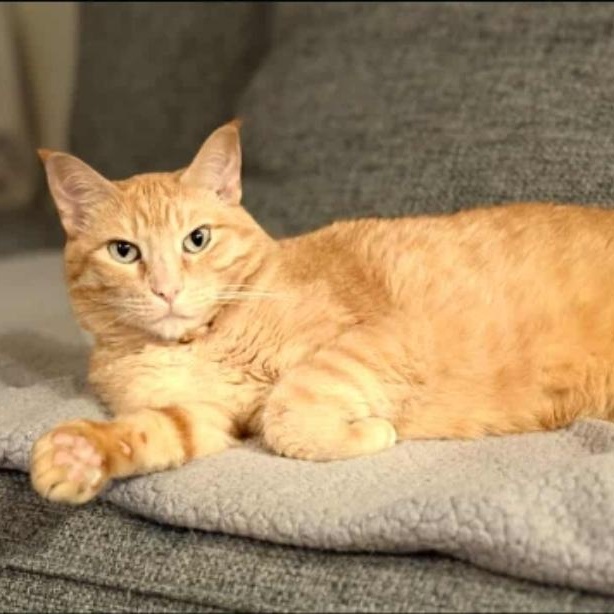 Honey, adoptable, Adult Female Domestic Short Hair.