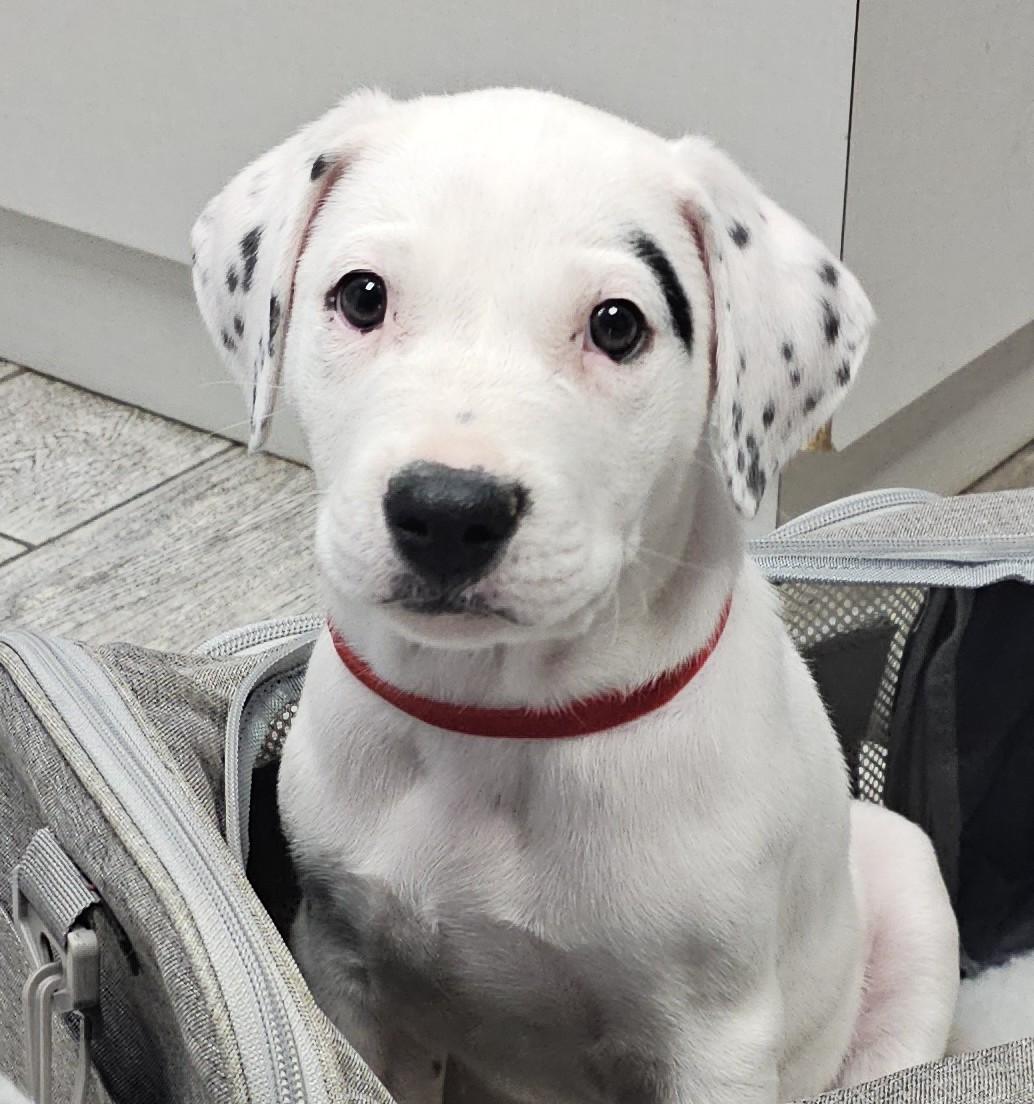 Comet (aka "Snuggles"), ADOPTABLE, Puppy Male Dalmatian & Australian Cattle Dog / Blue Heeler.