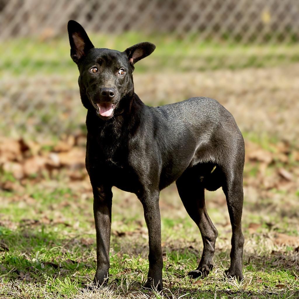Vera Fang, Adoptable, Adult Female Retriever & Mixed Breed.