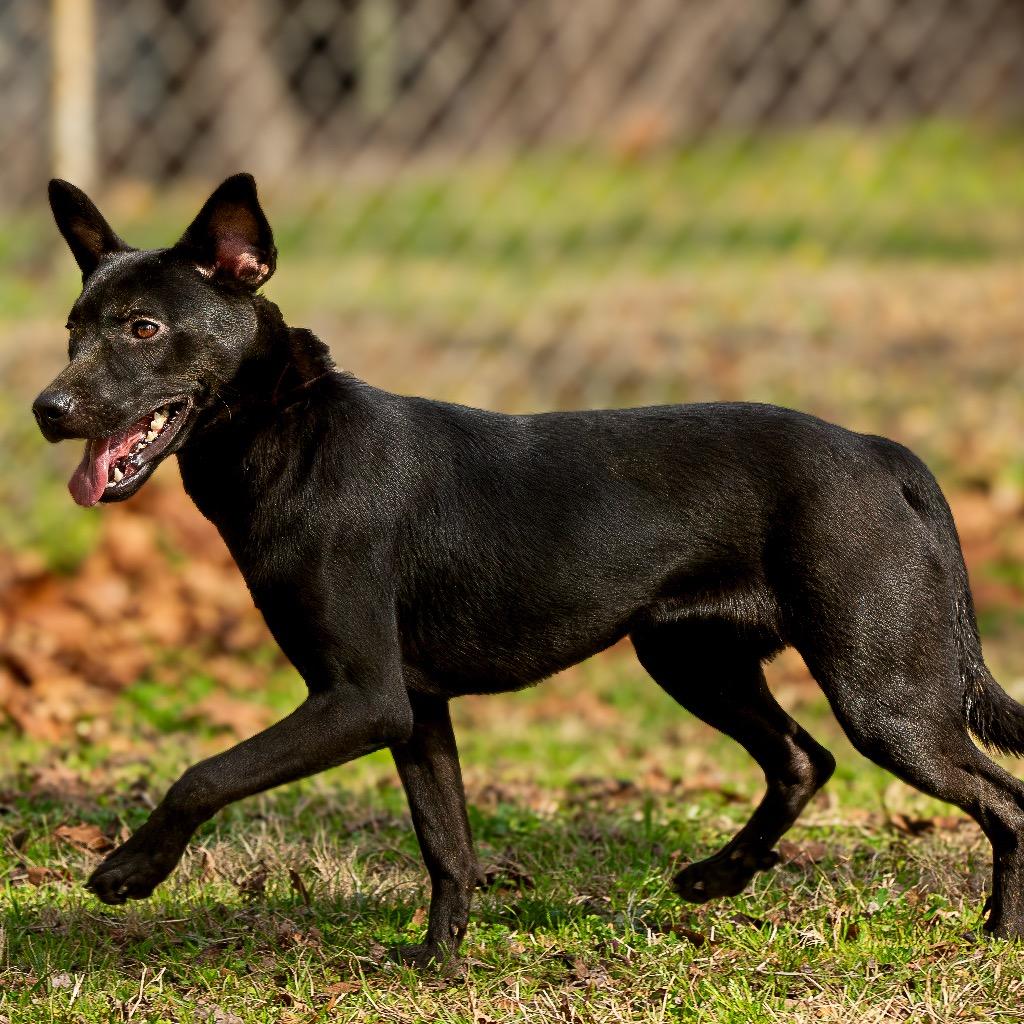 Vera Fang, a Adoptable mixed breed in Livingston, TX image 5/6
