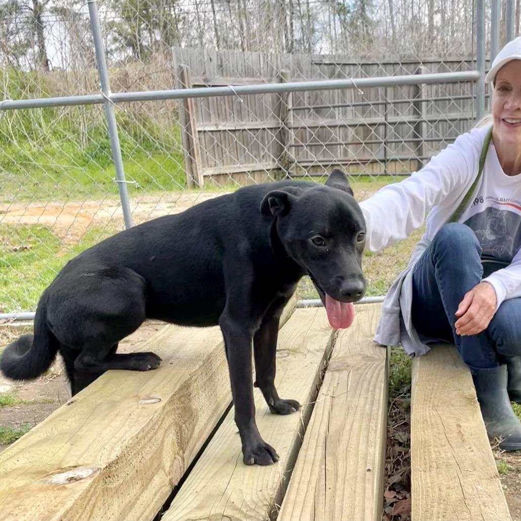 Vera Fang, a Adoptable mixed breed in Livingston, TX image 6/6