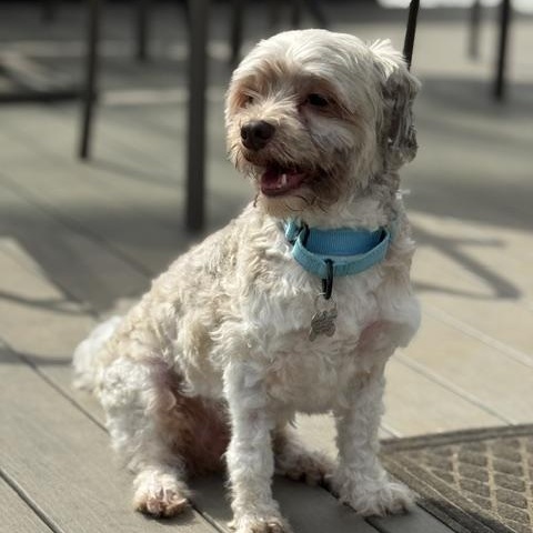 Button, an adopted mixed breed in Albany, NY image 2/6