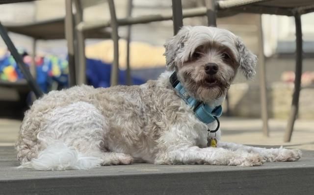 Button, an adopted mixed breed in Albany, NY image 5/6