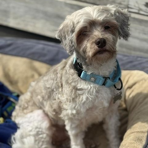 Button, an adopted mixed breed in Albany, NY image 3/6