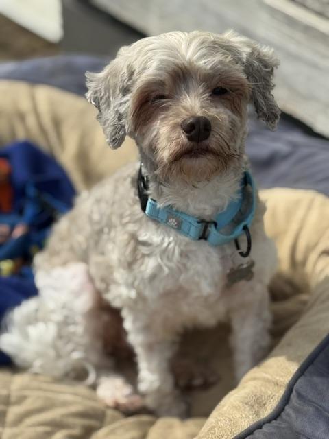 Button, an adopted mixed breed in Albany, NY image 4/6