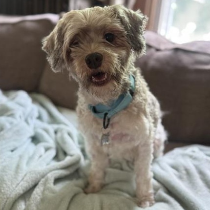 Button, adopted, Young Male Shih Tzu.