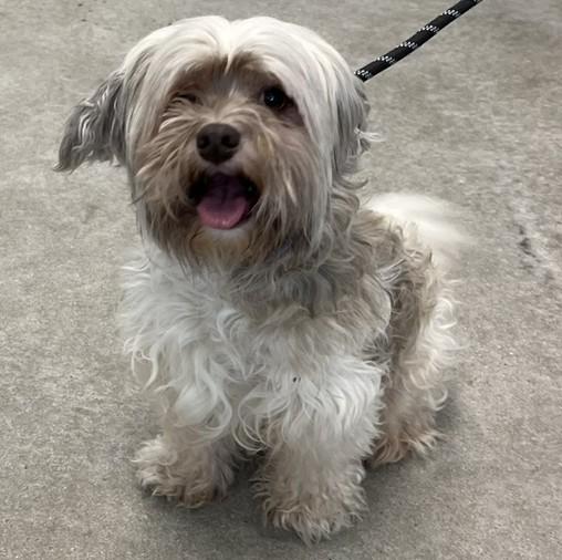 Button, an adopted mixed breed in Albany, NY image 6/6
