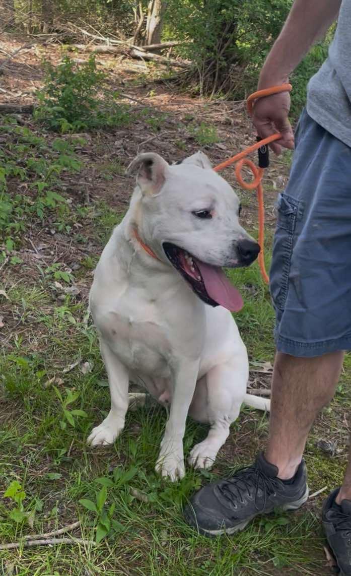 Enlarge CJ aka Jack, a Adoptable Mixed Breed in Plain City, OH image 1/6