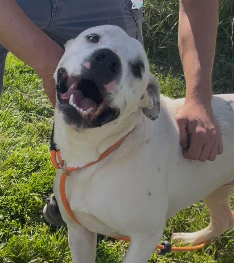 Enlarge CJ aka Jack, a Adoptable Mixed Breed in Plain City, OH image 2/6