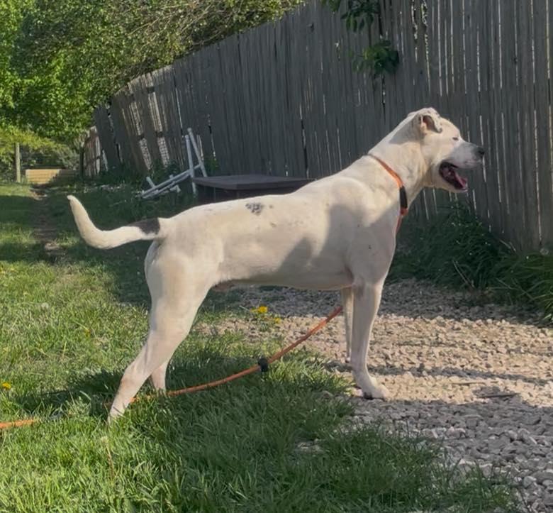 Enlarge CJ aka Jack, a Adoptable Mixed Breed in Plain City, OH image 3/6