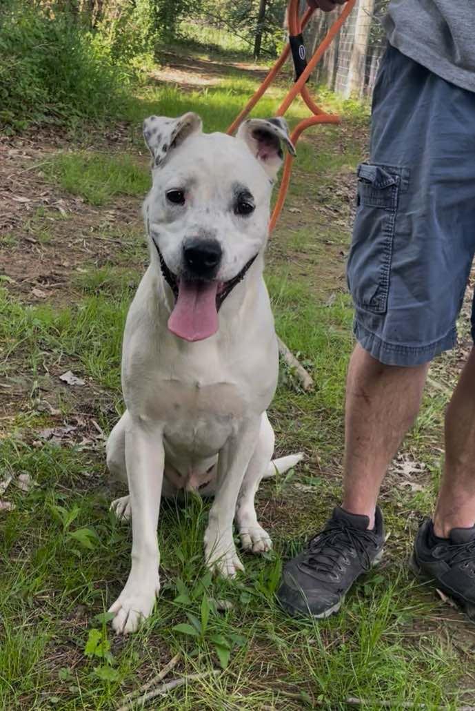 Enlarge CJ aka Jack, a Adoptable Mixed Breed in Plain City, OH image 5/6