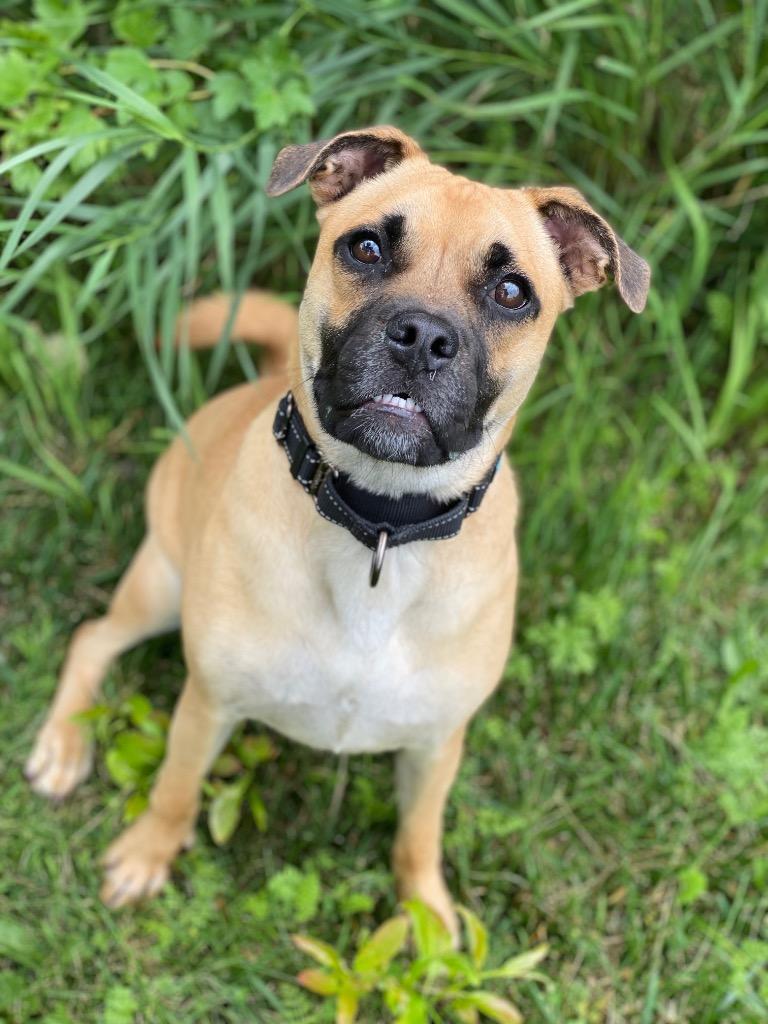 Tofu, Adoptable, Puppy Male Pug & Terrier.