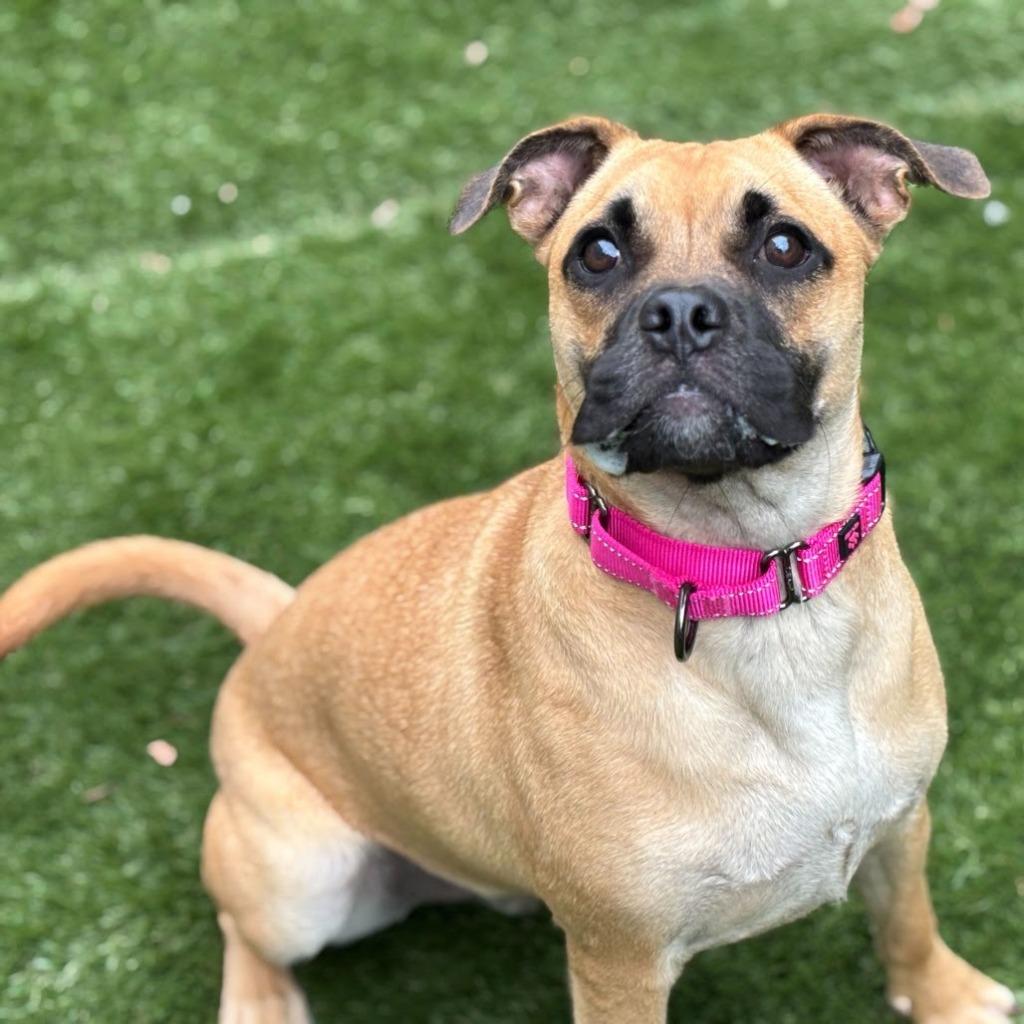 Enlarge Tofu, a Adoptable mixed breed in Decorah, IA image 1/1