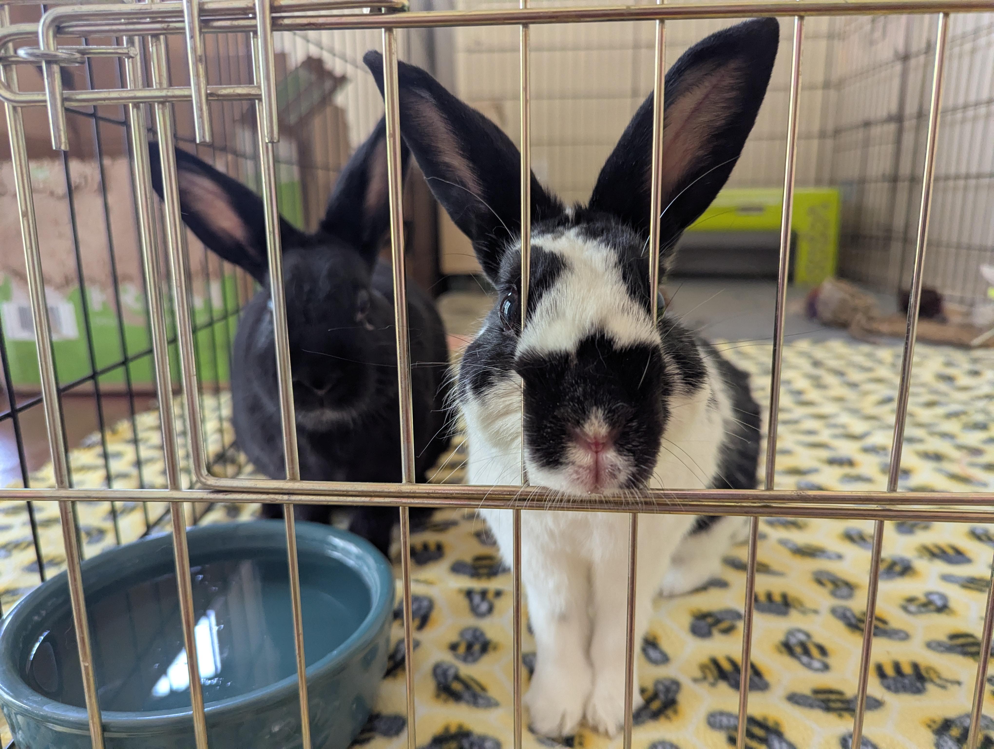 Enlarge Lenny & Lola (bonded pair), a Adopted Bunny Rabbit in Albuquerque, NM image 1/3