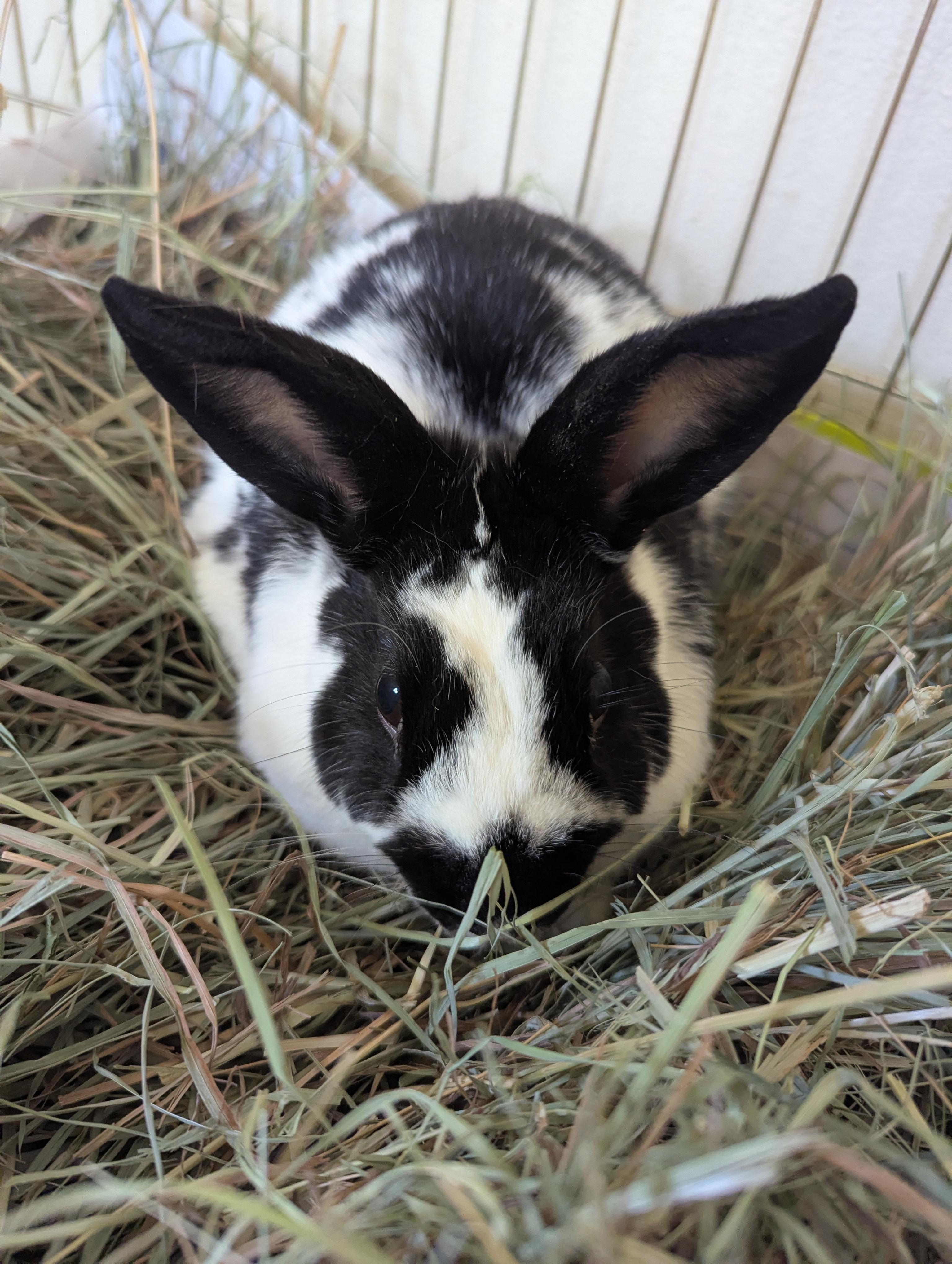 Enlarge Lenny & Lola (bonded pair), a Adopted Bunny Rabbit in Albuquerque, NM image 3/3