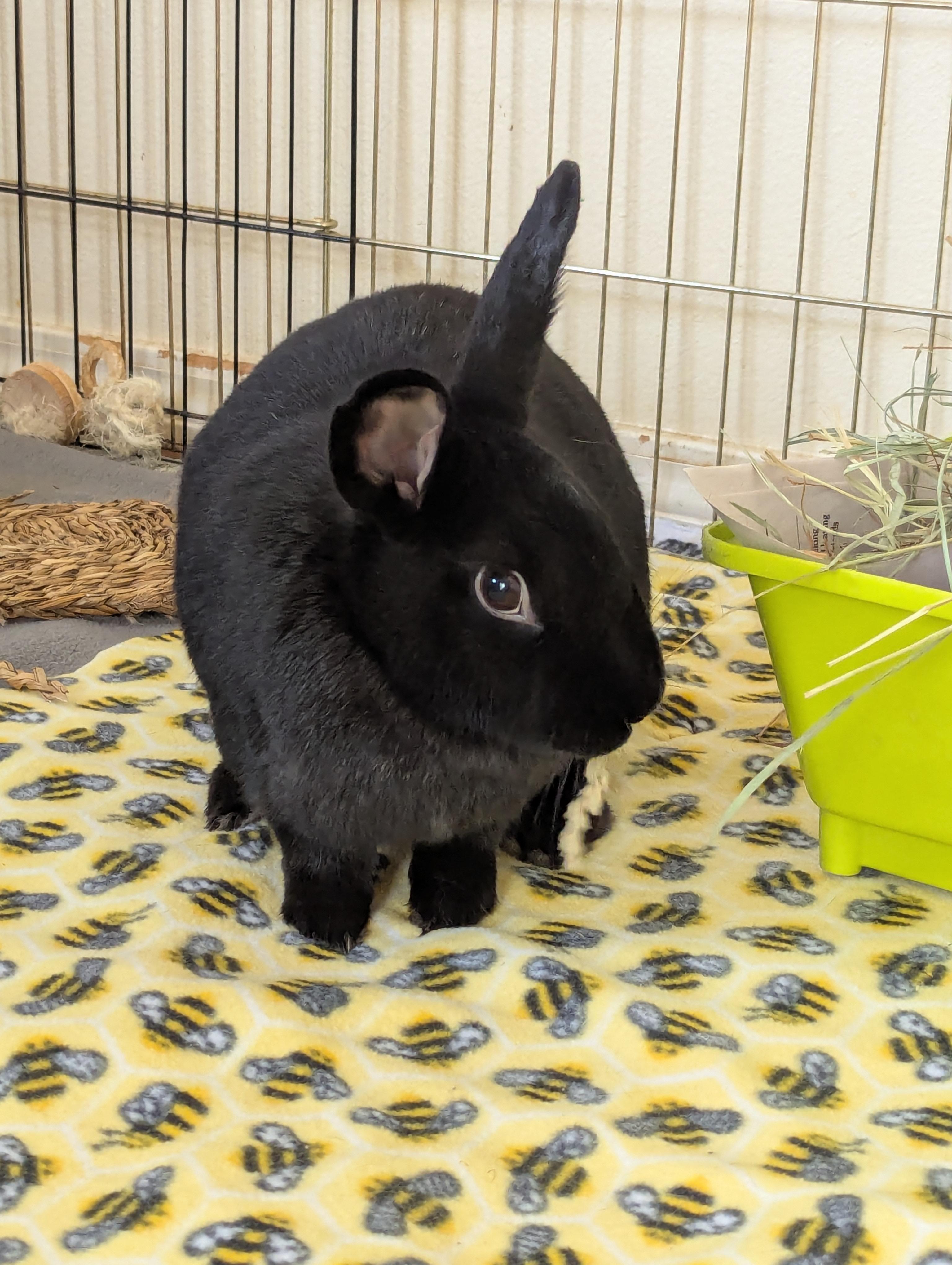 Enlarge Lenny & Lola (bonded pair), a Adopted Bunny Rabbit in Albuquerque, NM image 2/3